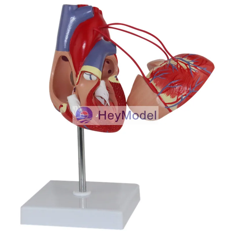 Увеличенная анатомическая модель медицинского сердца HeyModel с цифровым обводным