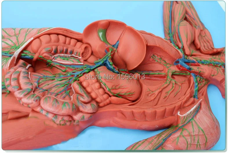 Модель человеческой лимфатической системы|system block|modelismmodel nervous system |