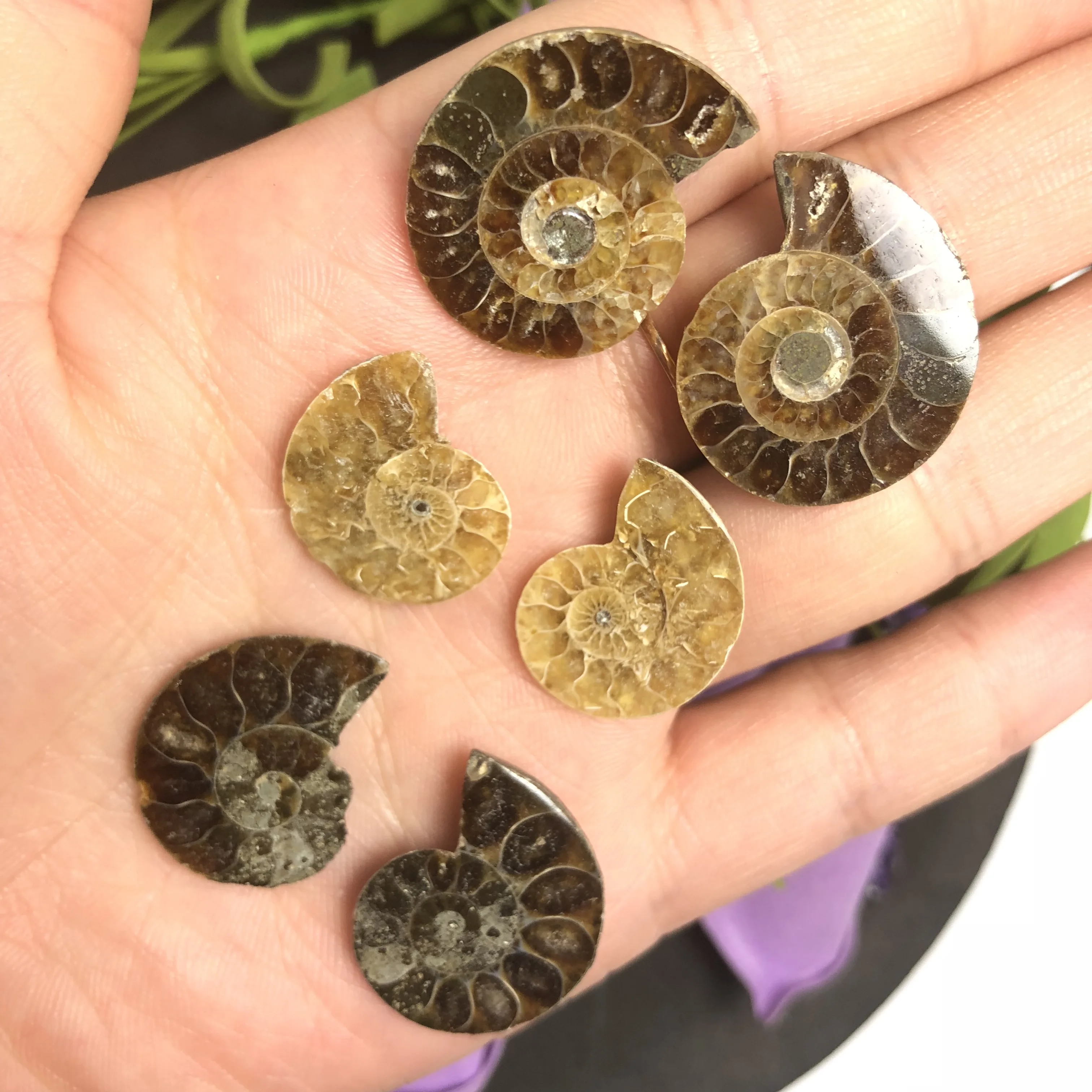 Натуральный Полированный козий гудок окаменелости аммониты Conch douvileras