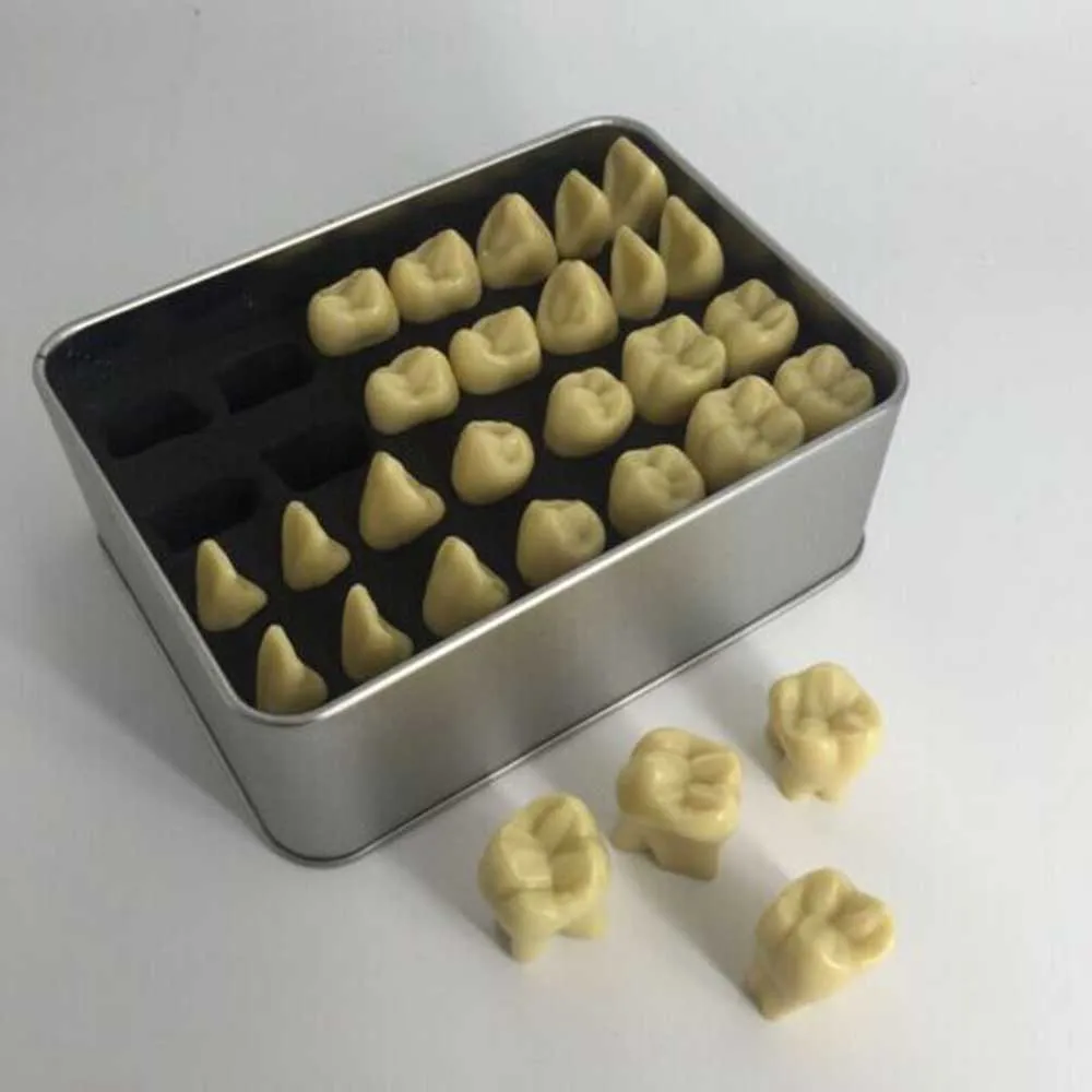 Dental Model 2X Standard Permanent Teaching 2 Times Oral |