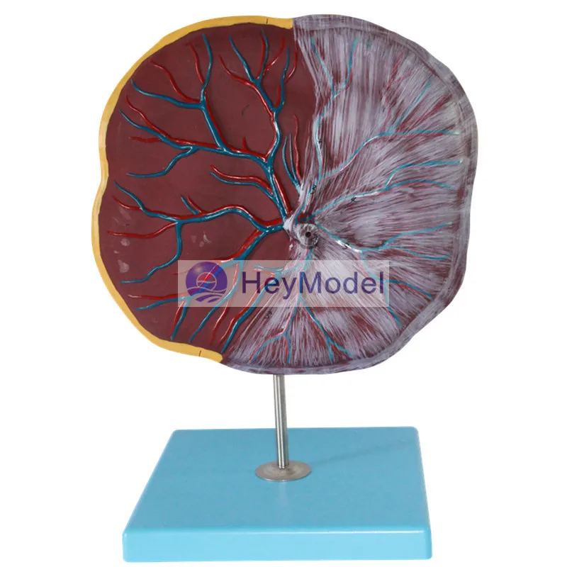 

HeyModel Medical placenta umbilical cord model