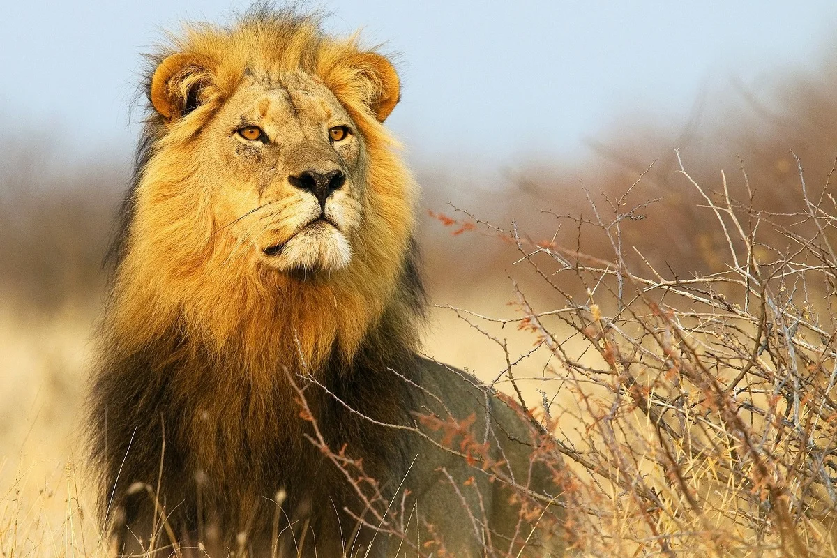 Индивидуальный Рисунок ткань плакат (рама доступны) Leo &quotSavannah&quot в Африке PMC232 для