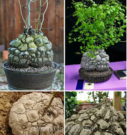 Imported seed,3pcs/lot Dioscorea elephantipes seeds beautiful flower bonsai plant DIY home garden free shipping