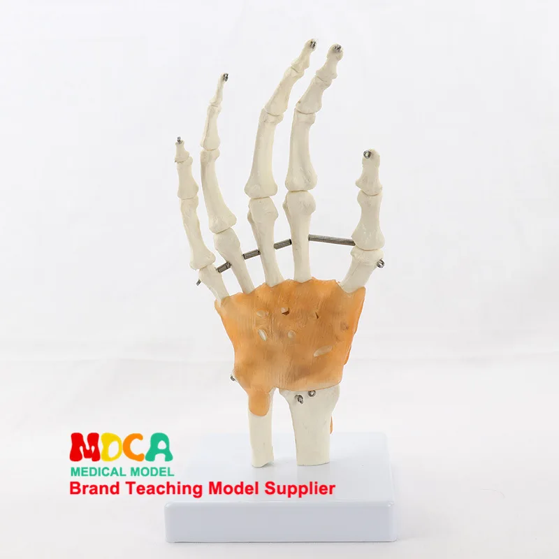 

Flexible hands Joint model Hand bone model Wrist joints Ligament Metacarpal bone Medical teaching equipment Skeletal model