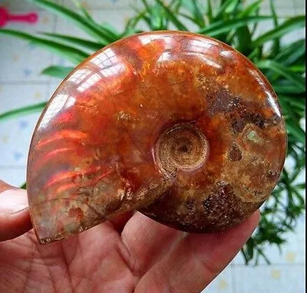 Натуральные раковины ископаемые образцы мадагаскарского производства|specimen| |