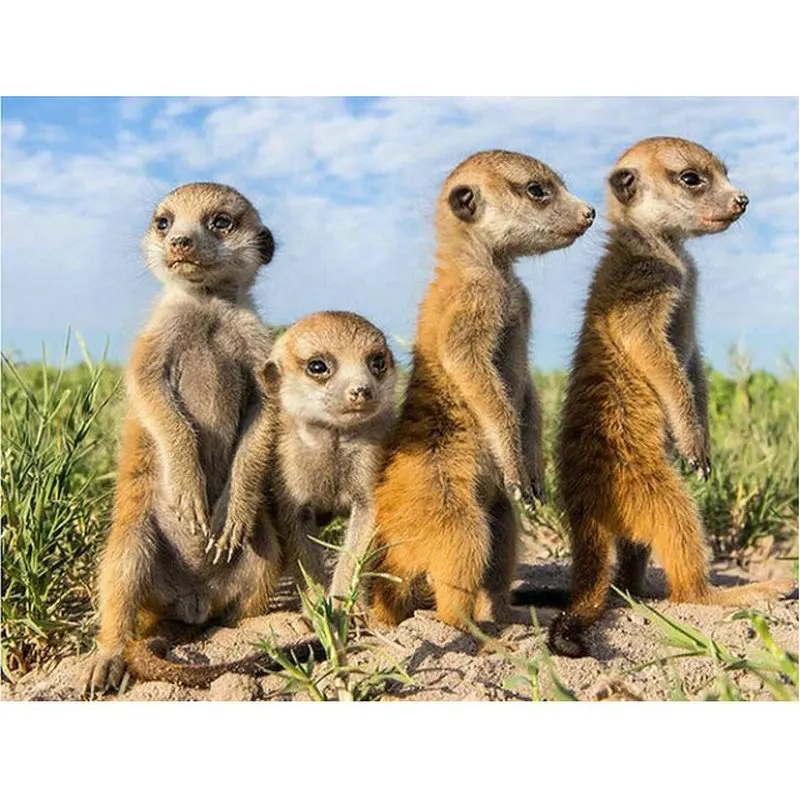 Рукоделие Mongoose Полный алмаз diy 5D алмазная вышивка крестиком Алмазная мозаика