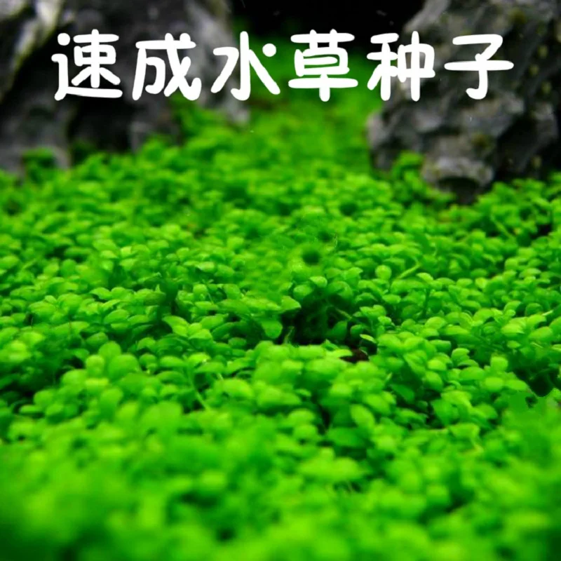 Aquariio аквариумные семена Hemianthus Callitrichoides, трава для воды, мини-лист, украшение для аквариума, орнамент, пейзаж