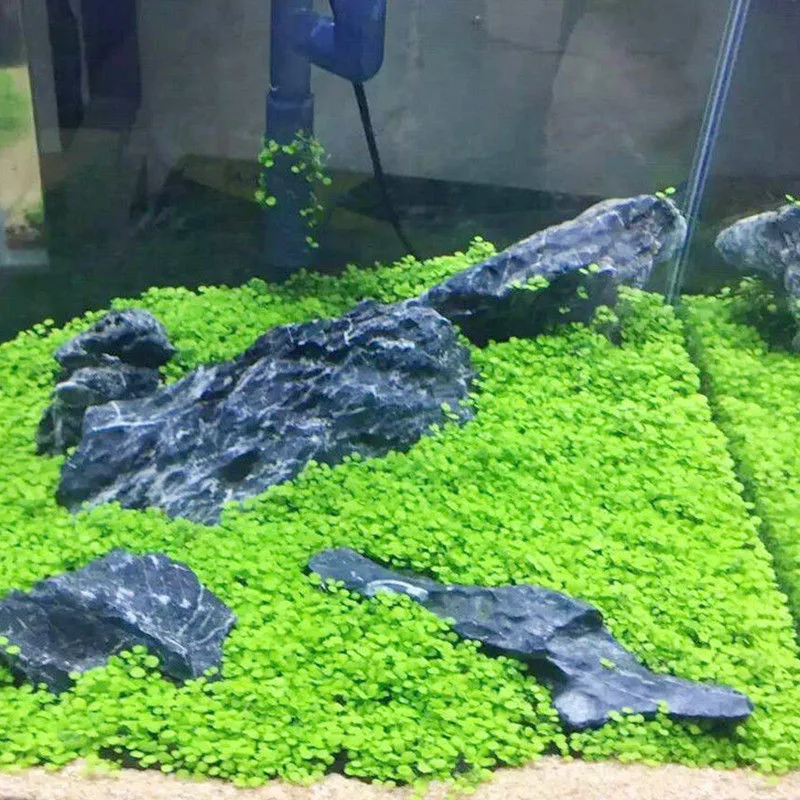 Аквариумные растения Семена Водный для воды зеленая вода трава украшение легко посадки аквариум пейзаж орнамент