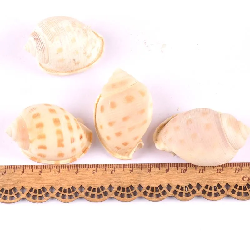 2 шт. ракушки для скрапбукинга 4 6 см|Ракушки и морские звезды| |