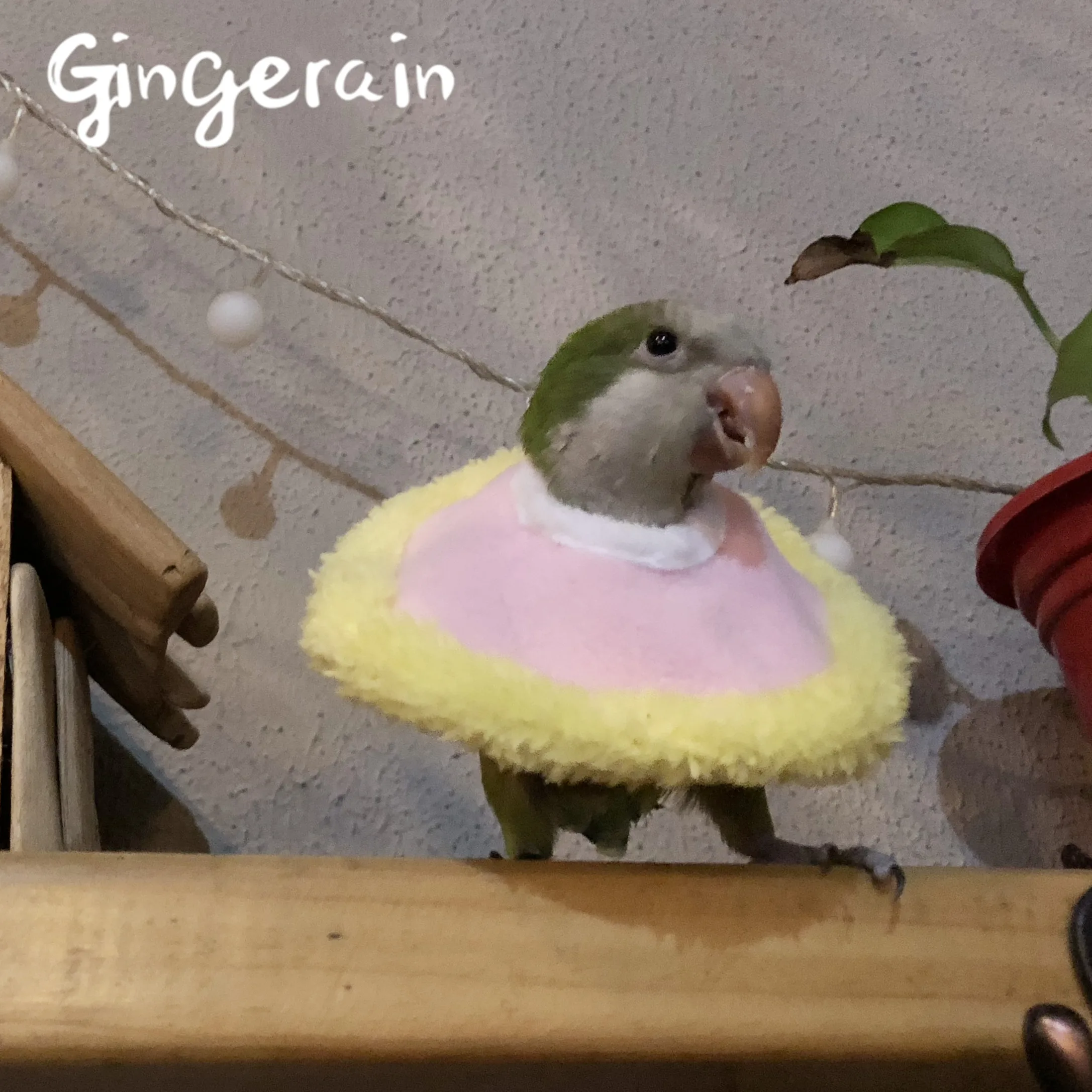 Gingerain одежда с птицами parrot's hair-proof collar small Elizabeth Circle