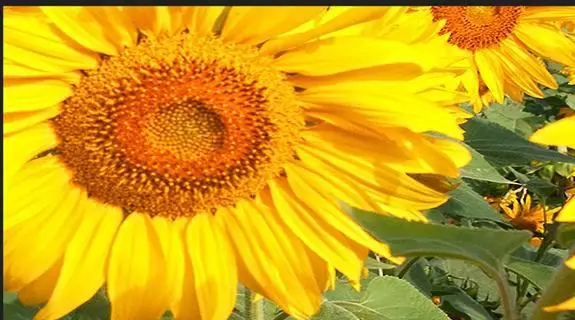 3d фотообои на заказ настенные росписи обои для гостиной подсолнечника Стерео ТВ