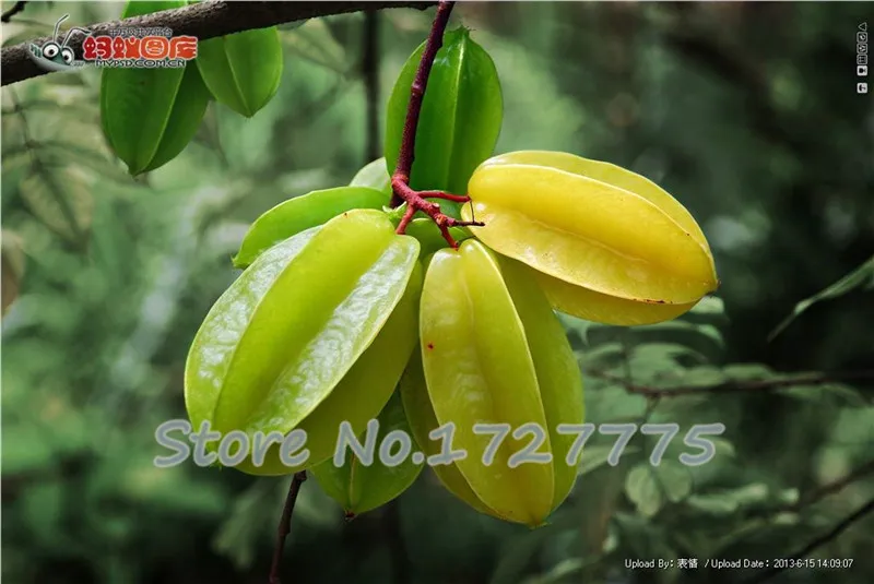 5 шт./лот carambola (star fruit) Семена не-трансгенный домашний сад бесплатная доставка