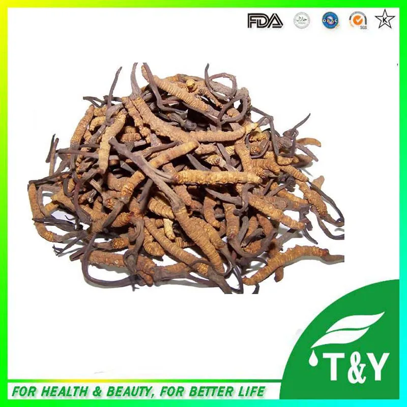 Продукт Здравоохранения Экстракт Кордицепса Кордицепс Полисахарид кордицепс