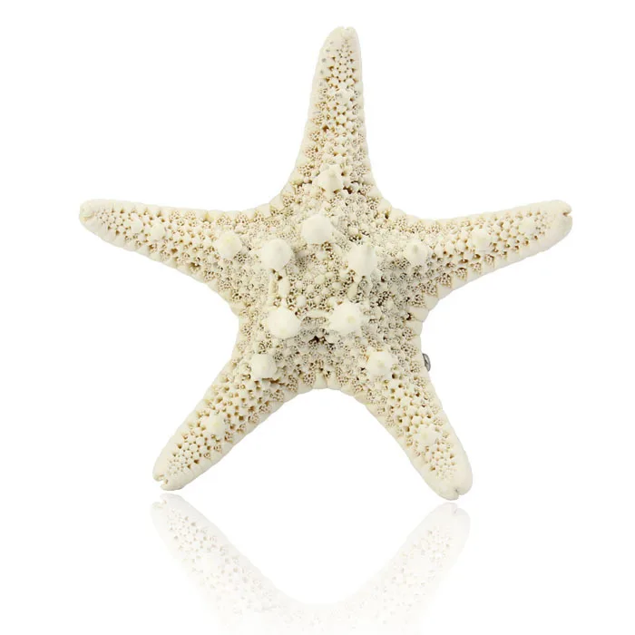 Новая европа женщины леди девушки довольно природный морская звезда бежевый