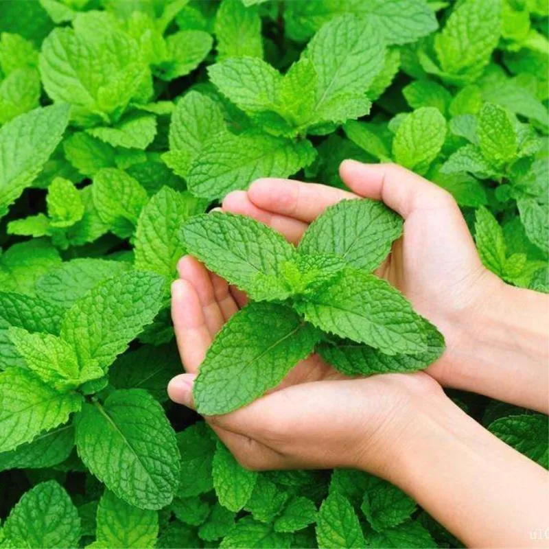 Просто Catnip натуральный органический Премиум 25 г мятный ментоловый аромат можно