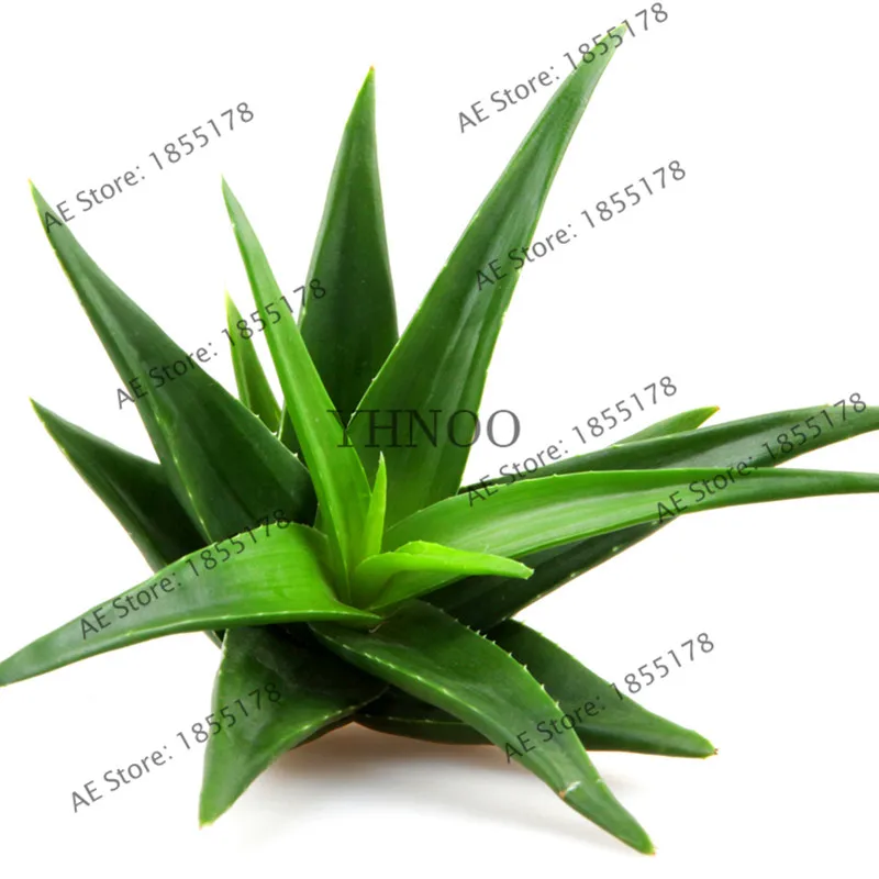100 шт. съедобные фрукты алоэ вера Красота Косметика Флорес бонсай растение для