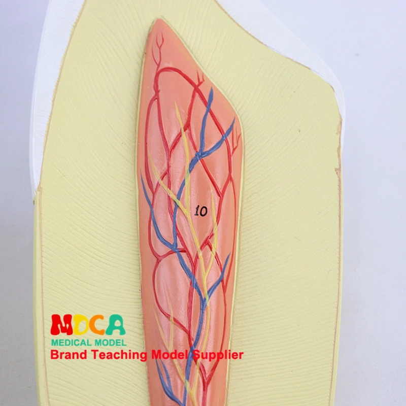 

Human dental canine model dentistry display dentistry demonstration medical teaching model MYC005