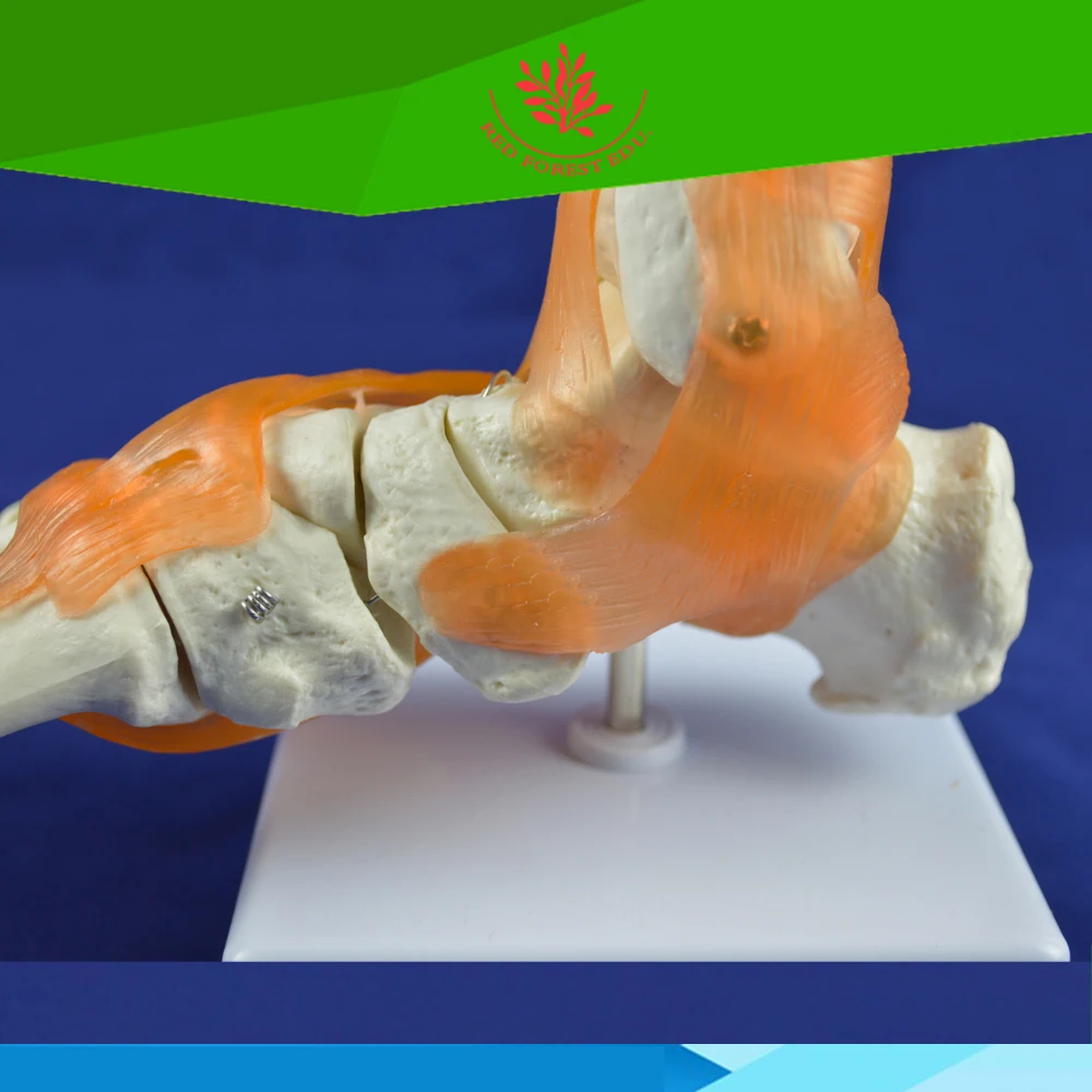 Life Size человеческого ботильоны скелет модель с связок стопы совместная