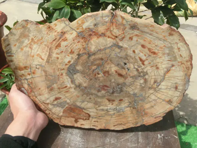 5100 г (11 фунтов) природные окаменелое дерево Fossil Кристалл образца Мадагаскар NTA077 |