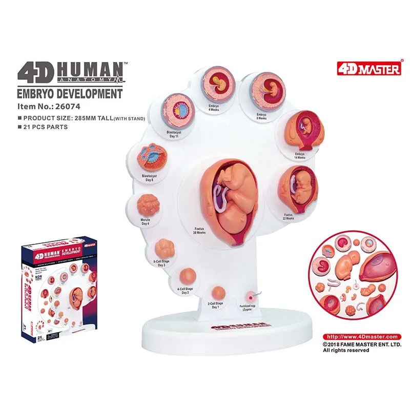 

Authentic 4D MASTER Intelligence Assembling Toy Anatomical Model of Human Fetal Growth Organ for Medical Teaching