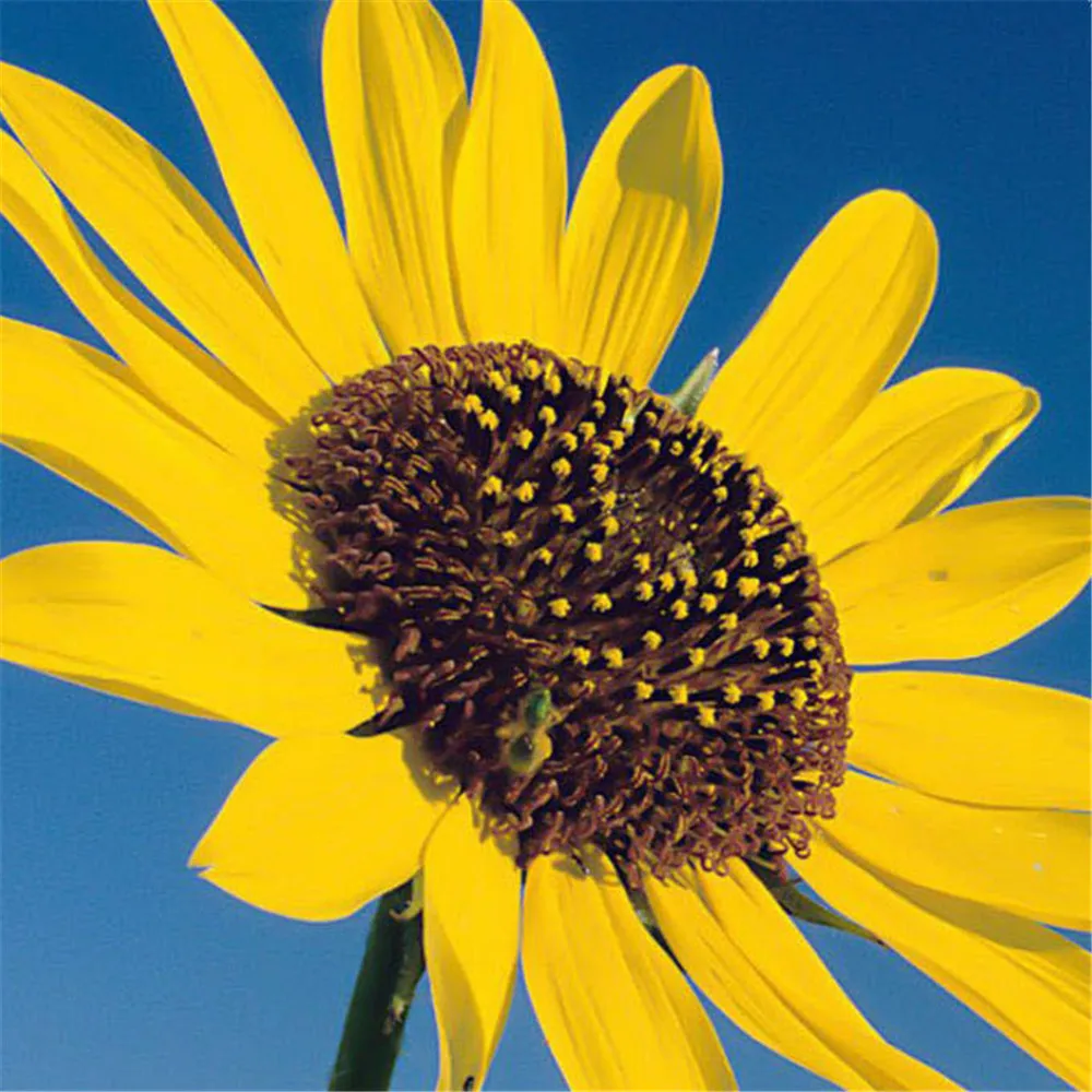 Детское платье летняя Милая Одежда для девочек новое красивое детское с принтом