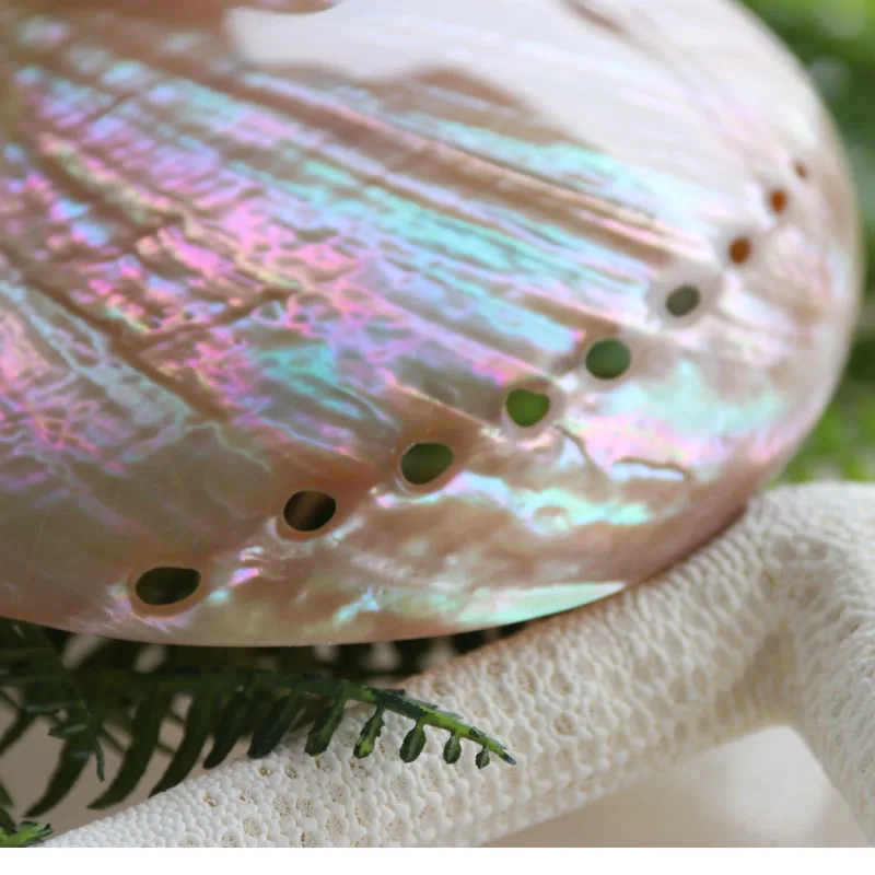 

Free Shipping(2pcs/lot)Australian White Abalone Shell Natural Shell&Conch Home Decoration Sea Beach Wedding Landscape Decoration