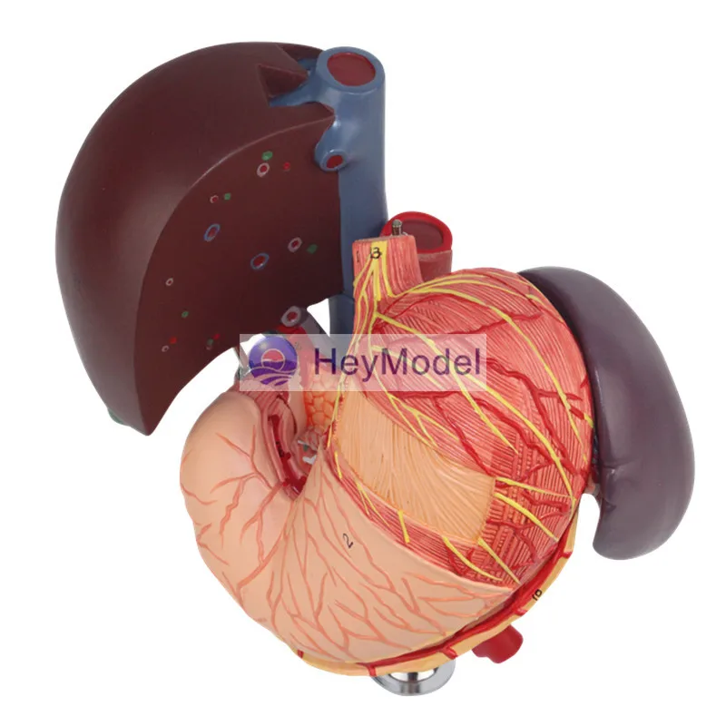 HeyModel Hepatopancreas модель двенадцатиперстной кишки желудочной структуры | Канцтовары