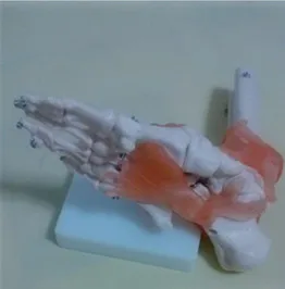 Модель сустава стопы связки суставов ног прикрепленная модель скелета человека