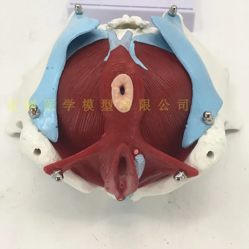 Женская модель мышц таза и скелетной анатомии человека медицинская обучающая