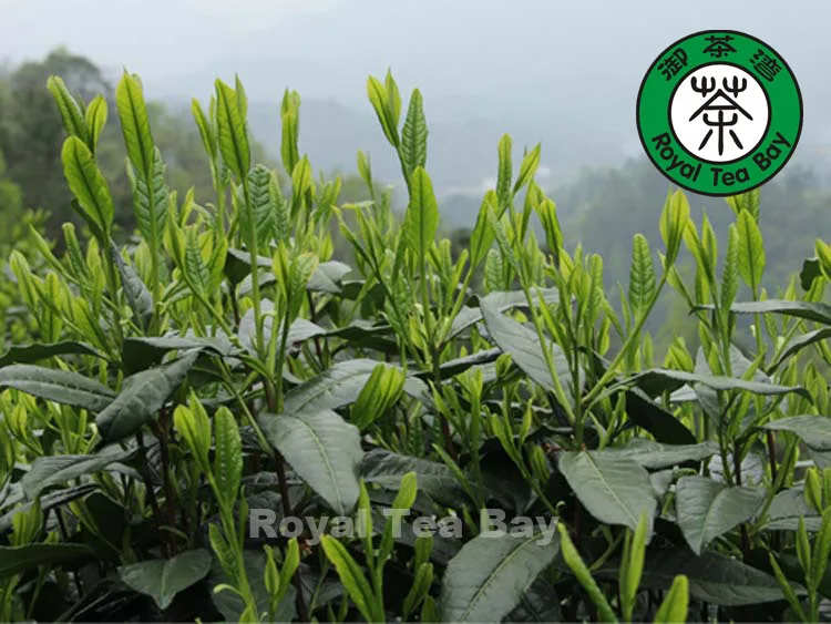 Органические Tai Ping Хоу Куй Зеленый Чай T030 Король Обезьян 50 г F2 | Продукты