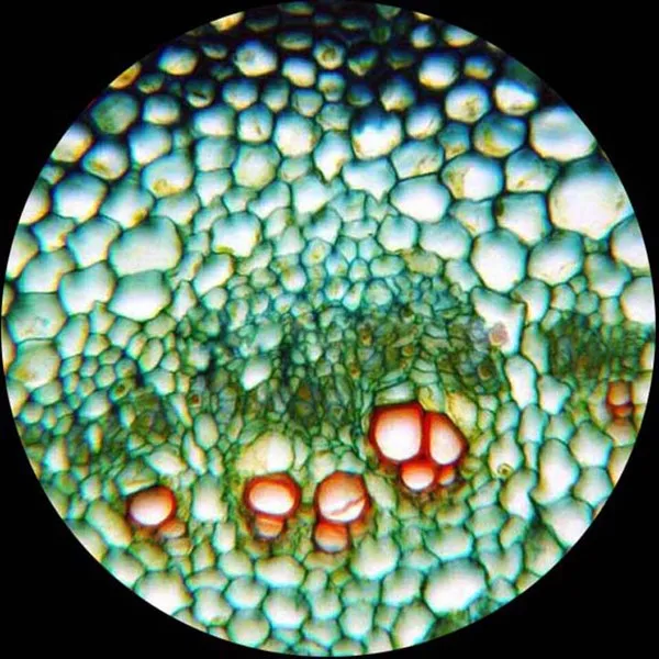 AmScope поставляет 25 стеклянных элементов в пластиковой коробке | Инструменты