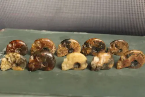 

10pcs NATURAL Conch fossil Crystal carves skull HEALING