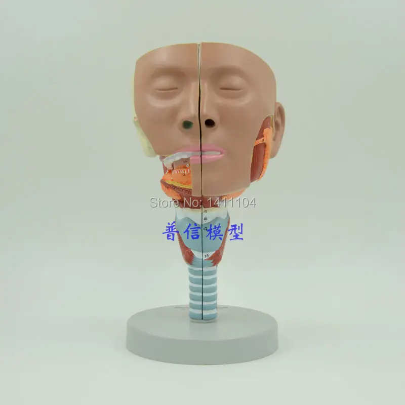 Бесплатная доставка и модель лекарственных мышц анатомии ларингея носа горла