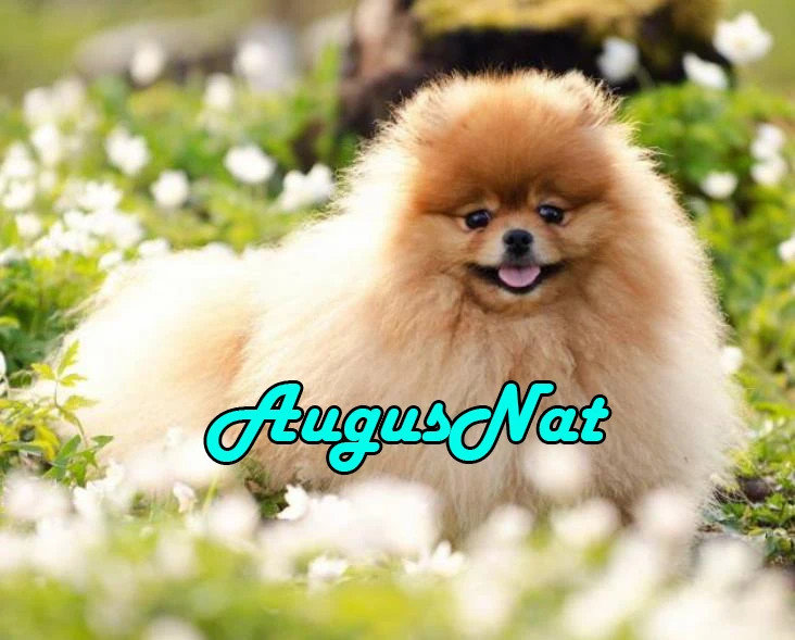 Набор для алмазной живописи с изображением собаки | Дом и сад