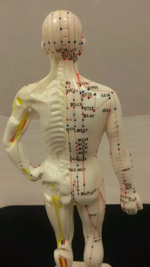 Акупунктурная точка для тела 26 см модель из ПВХ искусственных фотографий