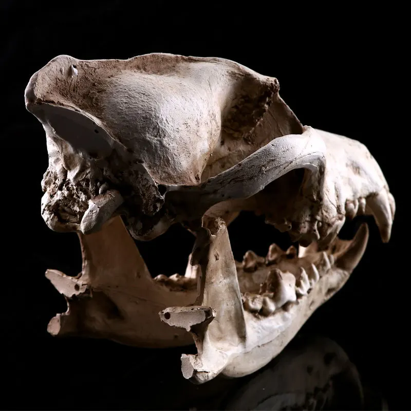 Resin Wolf Skull Model School Teaching Medical Resources Mold Skeleton For Halloween Decor Kids Toys Gifts | Канцтовары для офиса