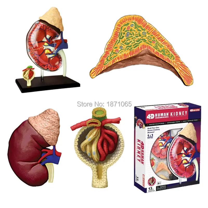 4D Master модель анатомии кожи медицинская голова человека фотоэлемент