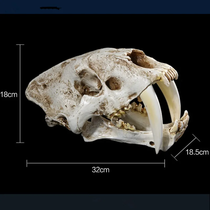 

Life-like Saber-Toothed Tiger Resin Skull Replica Head Model Mardi Gras Deco