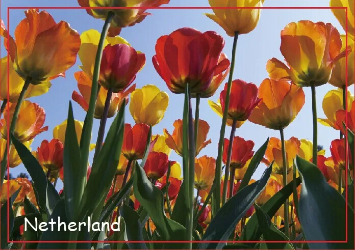 Дорожные магниты на холодильник 78*54 мм Нидерланды Tulpen in de Keukenhof Тюльпаны в сад