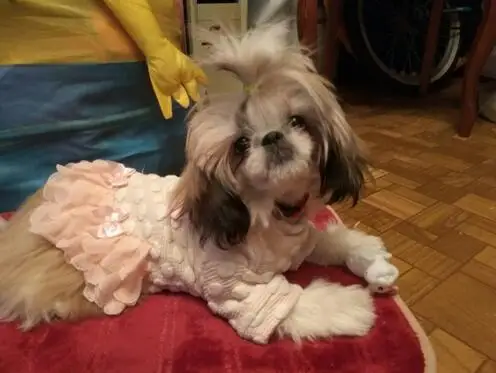 Новое платье для собаки в дамском стиле одежда собак хорошего качества очень