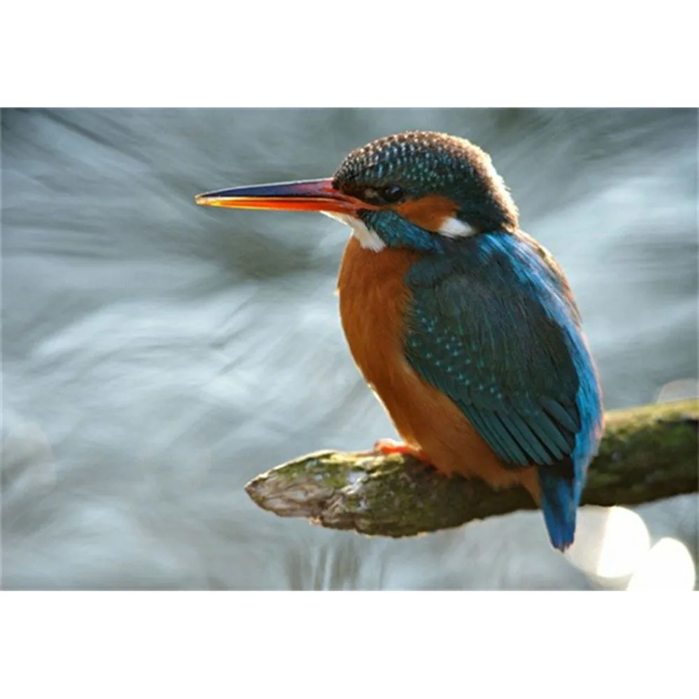 Алмазная 5d Вышивка сделай сам пейзаж Kingfisher полное сверление круглая/квадратная