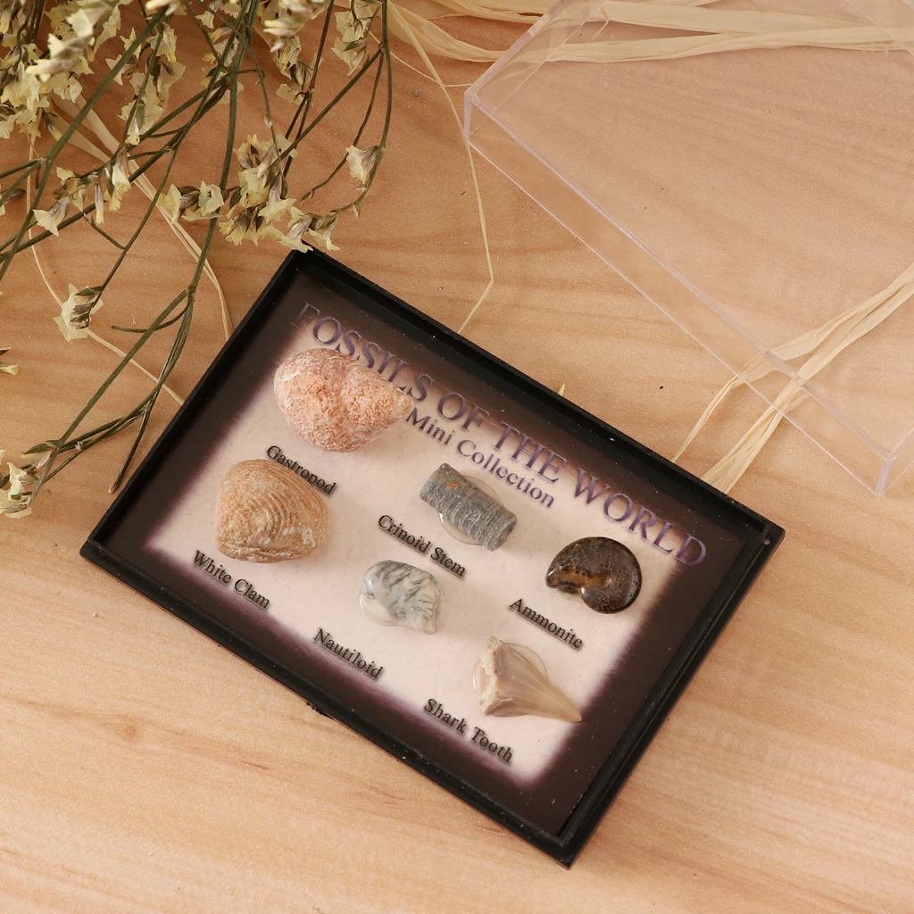 

Real Marine Animal Fossils Collection Biology Specimens Science Kit Ornament - Contains 6 Different Sea Animals