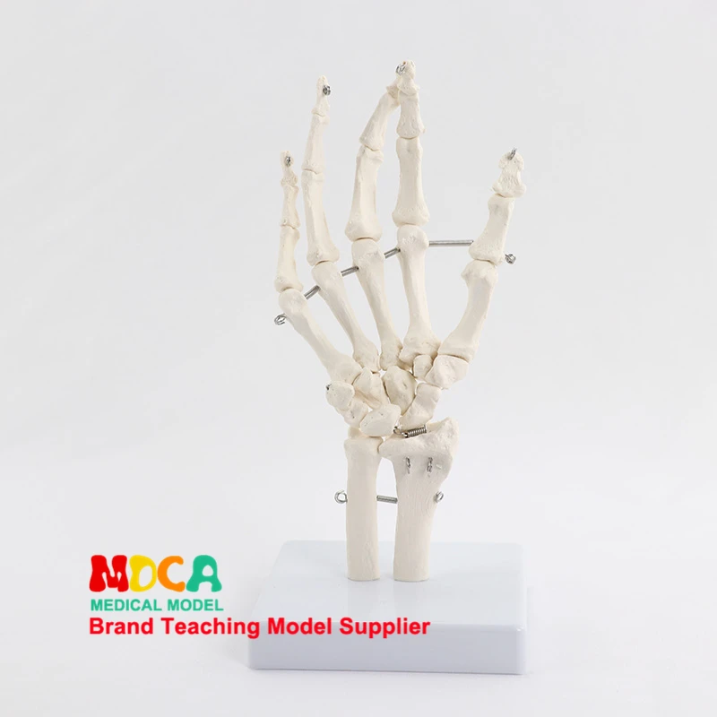 Гибкая модель ручного сустава пальчиковая кость metacarpal скелет медицинское