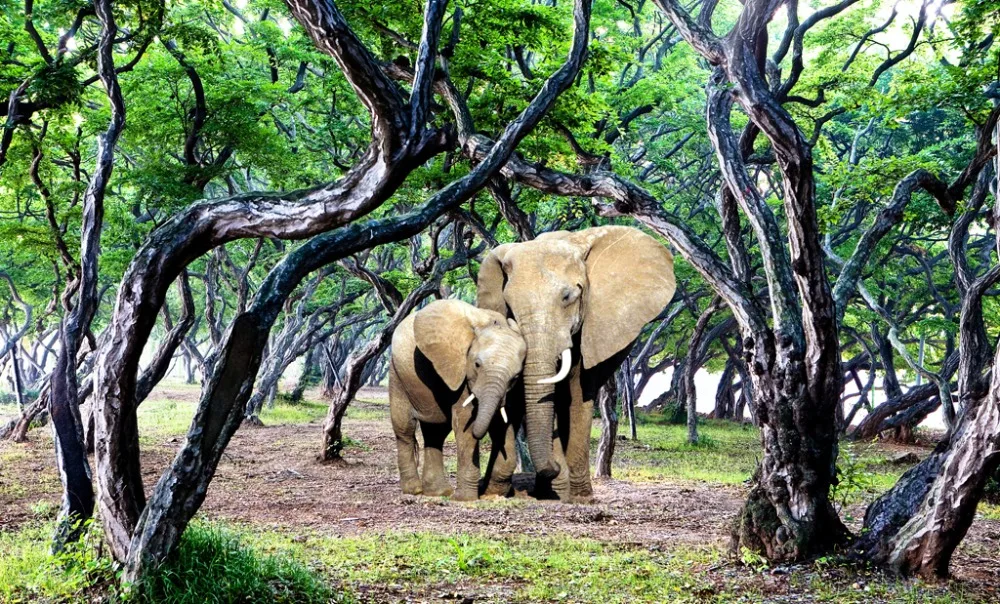 Короткие шторы для кухни &quotСлон&quot Лес оконные в простом стиле гостиная спальня