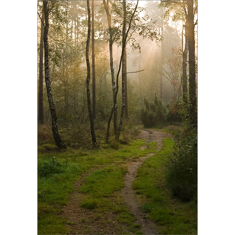 Фоны для фотосъемки Funnytree лесная дорожка дерево раннее утром фон фотостудии