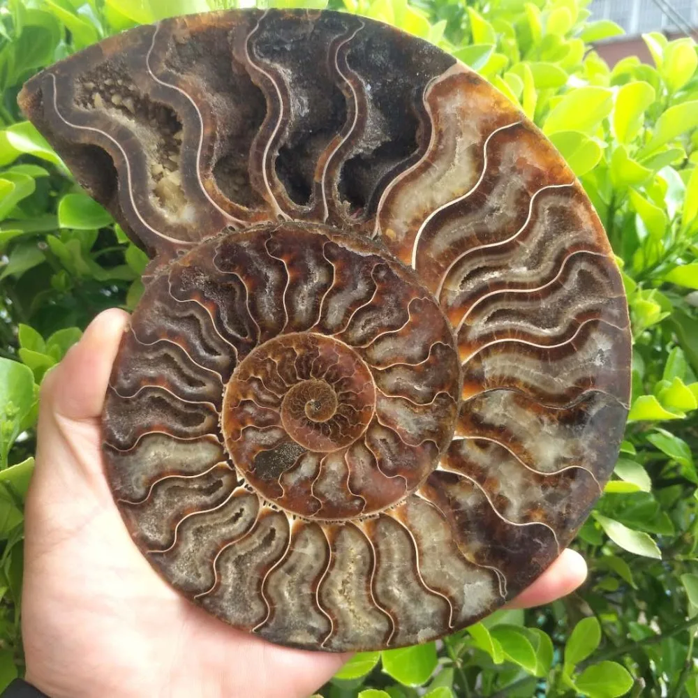 

big size madagascar fossils iridescent ammonite natural stones and minerals specimen beautiful Christmas present 400-500g