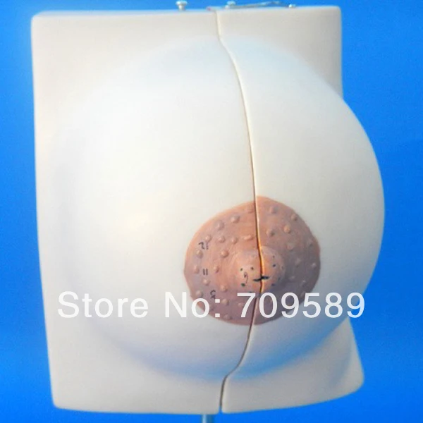 ISO молочная железа в период отдыха анатомическая модель с секциями женской