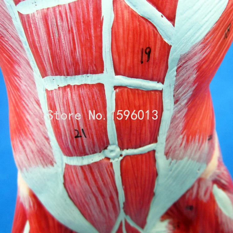 Лидер продаж 50 см мужская модель мышц мускулов анатомическая человека|anatomical