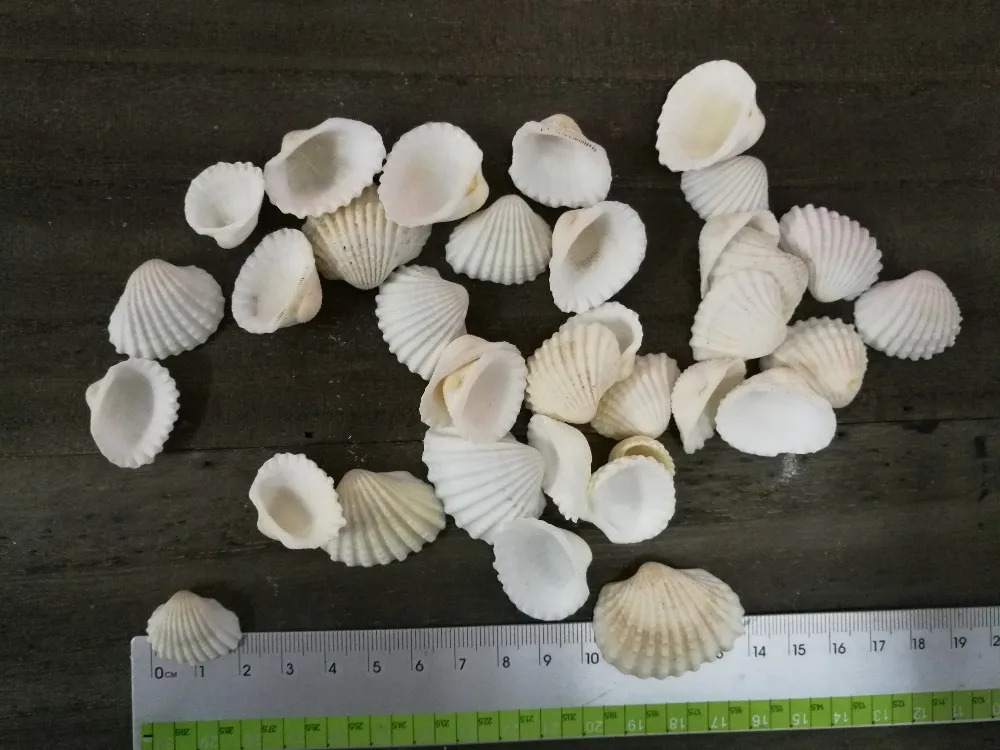 100% натуральные маленькие морские ракушки естественный белый цвет идея для