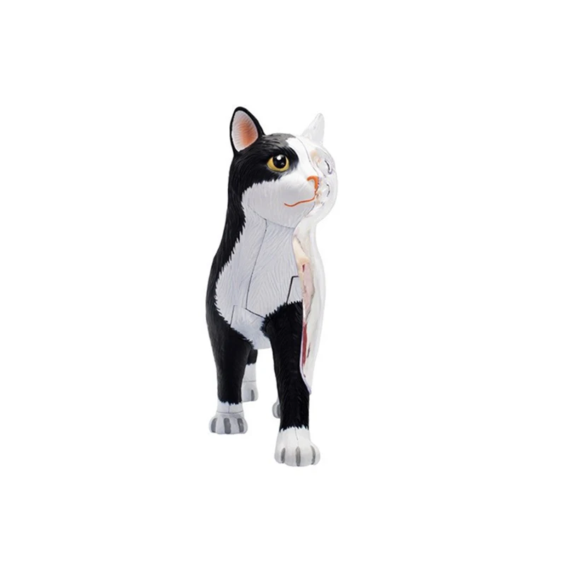 4D Master Cat пазл сборная Игрушка Животные биология орган анатомическая модель
